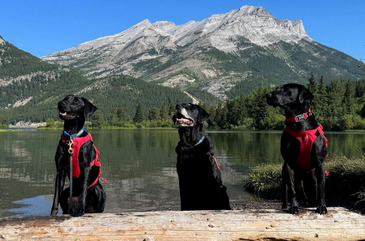 New mussel detection dogs join Alberta’s fight against invasive species