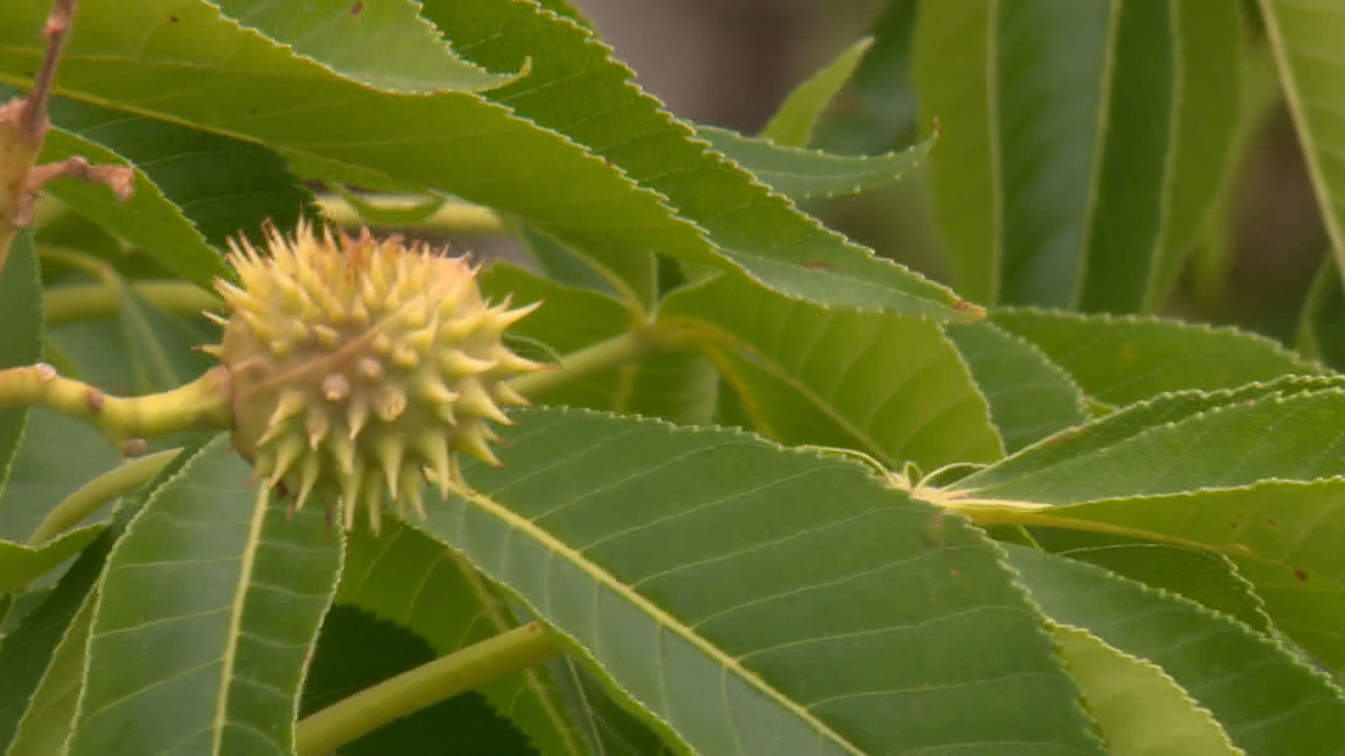 Calgary Dog Park Safety Questioned Over City-Planted Toxic Ohio Buckeye Trees