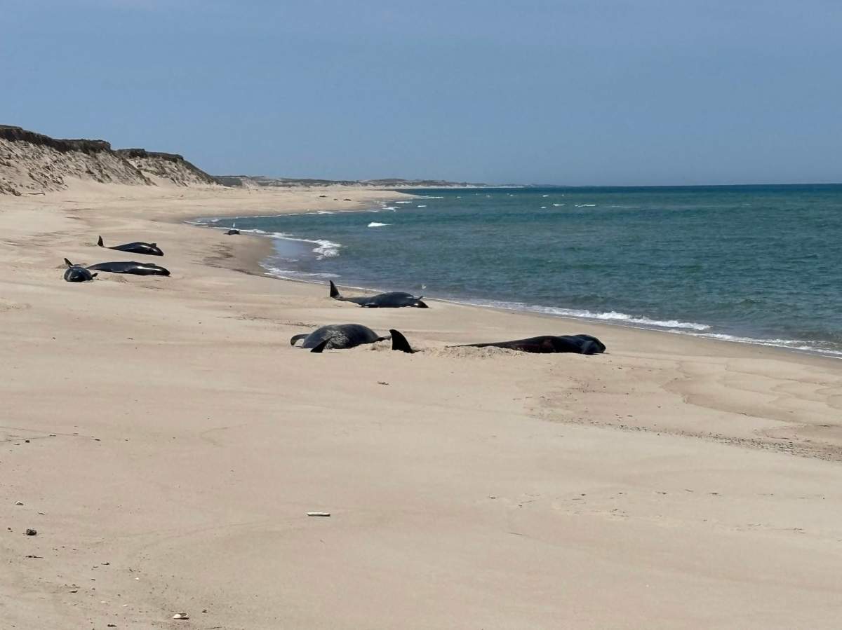 Parks Canada confirms a pod of pilot whales were spotted on June 10, 2026 stranded at Sable Island National Park Reserve.