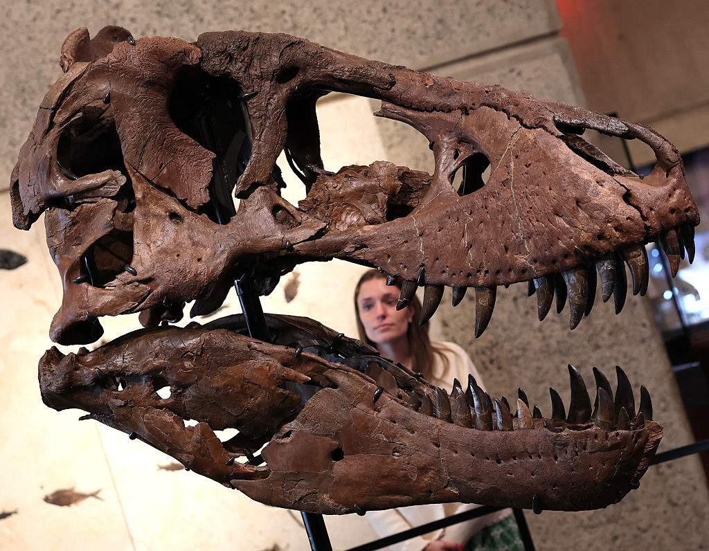 The head of "Gus", part of a Tyrannosaurus Rex skeleton, one of the largest T. rex ever found, is pictured during a press preview at the Sotheby's Breuer building in New York, on July 1, 2026. The 67-million-year-old skeleton, found during an excavation on private land in South Dakota and comprising 183 fossil bones, representing up to 80% of the animal's total bone mass, making it one of the most complete T. rex fossils ever found, will be put to auction as part of the "Summer Season at the Breuer" from late June through mid-August 2026.