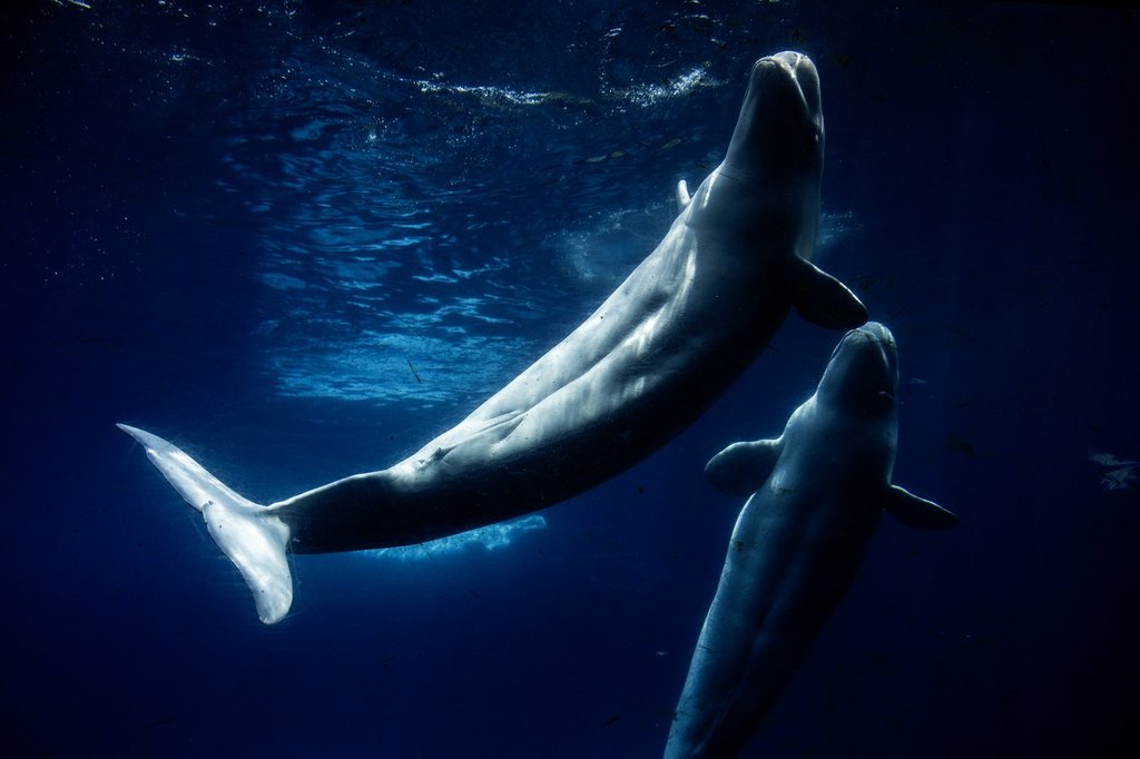 Всички харесаха Marineland – тогава приливът се обърна. Поглед в последните дни на парка