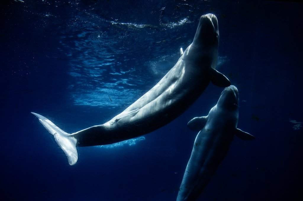 Marineland’s final days: declining visitor interest and the end of an era