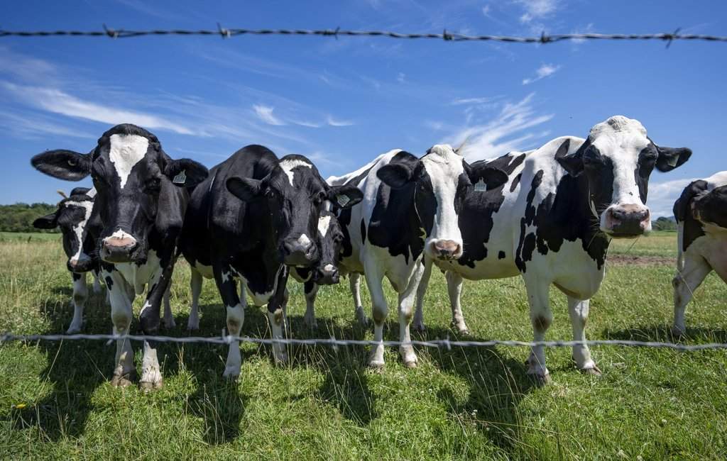 Avoid Concessions in U.S. Trade Talks, Canadian Dairy Farmers Warn