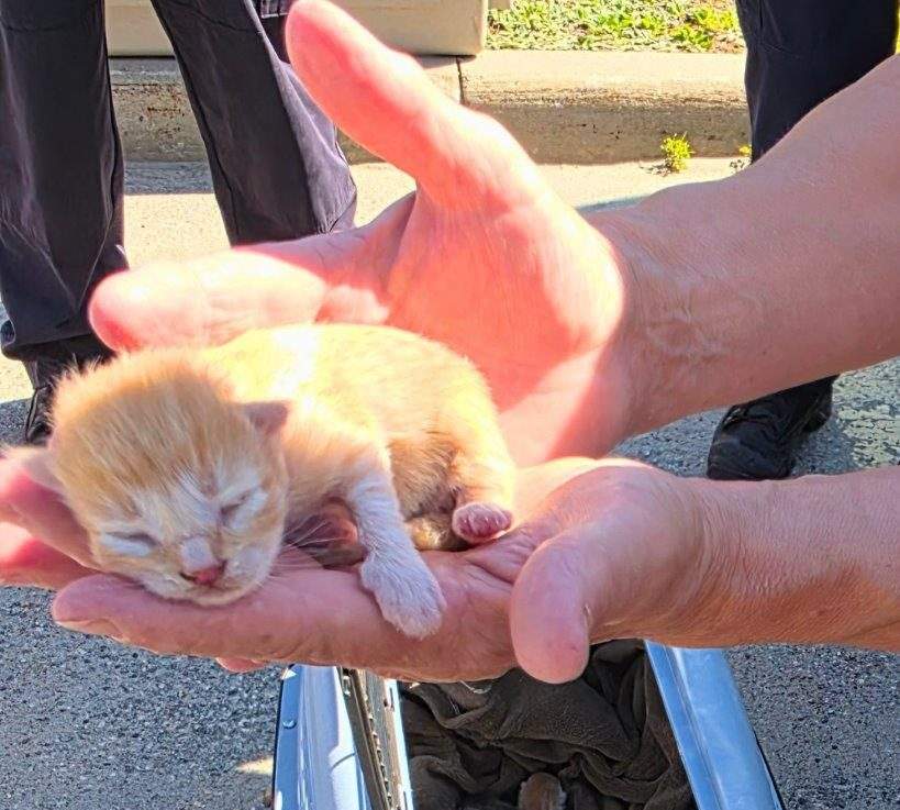 One of the rescued kittens’ rests in the hands of an officer.
