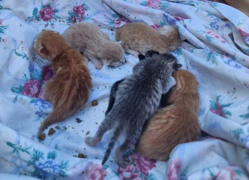 Six kittens were taken to the Ontario SPCA after being rescued from beneath an OPP vehicle in North Bay.
