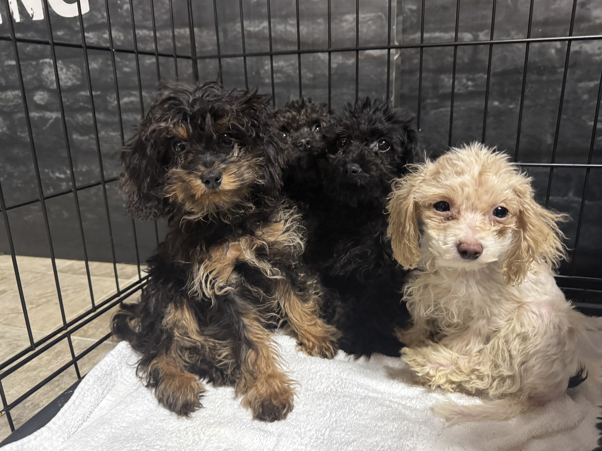 Nearly 100 dogs rescued from home in Fort McMurray
