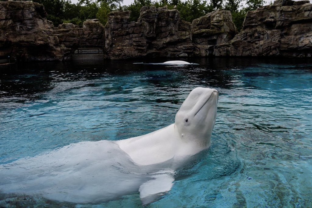 Последните пленени китове в Канада, които напускат Marineland като белуги се отправят към САЩ