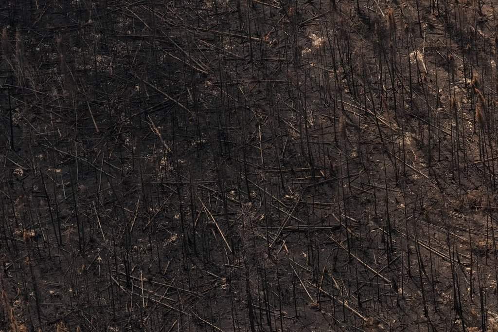 Climate Change Doubled Likelihood of Ontario, N.W.T. Wildfire Conditions: Report