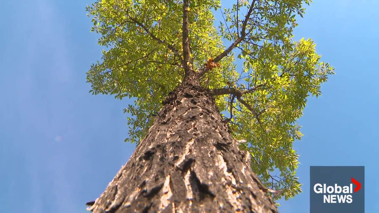 The Anatomy of Urban Arboreal Collapse Vector Analysis of Dutch Elm Disease and Beetle Vectors in Edmonton
