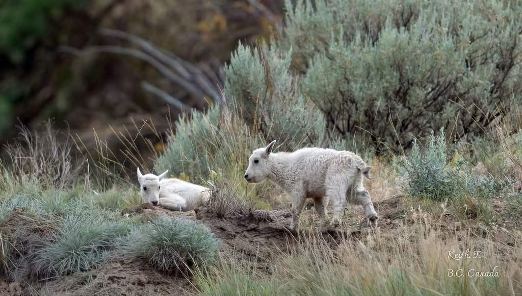 Status of 'iconic' mountain goats near evacuated B.C. community is uncertain amid wildfire