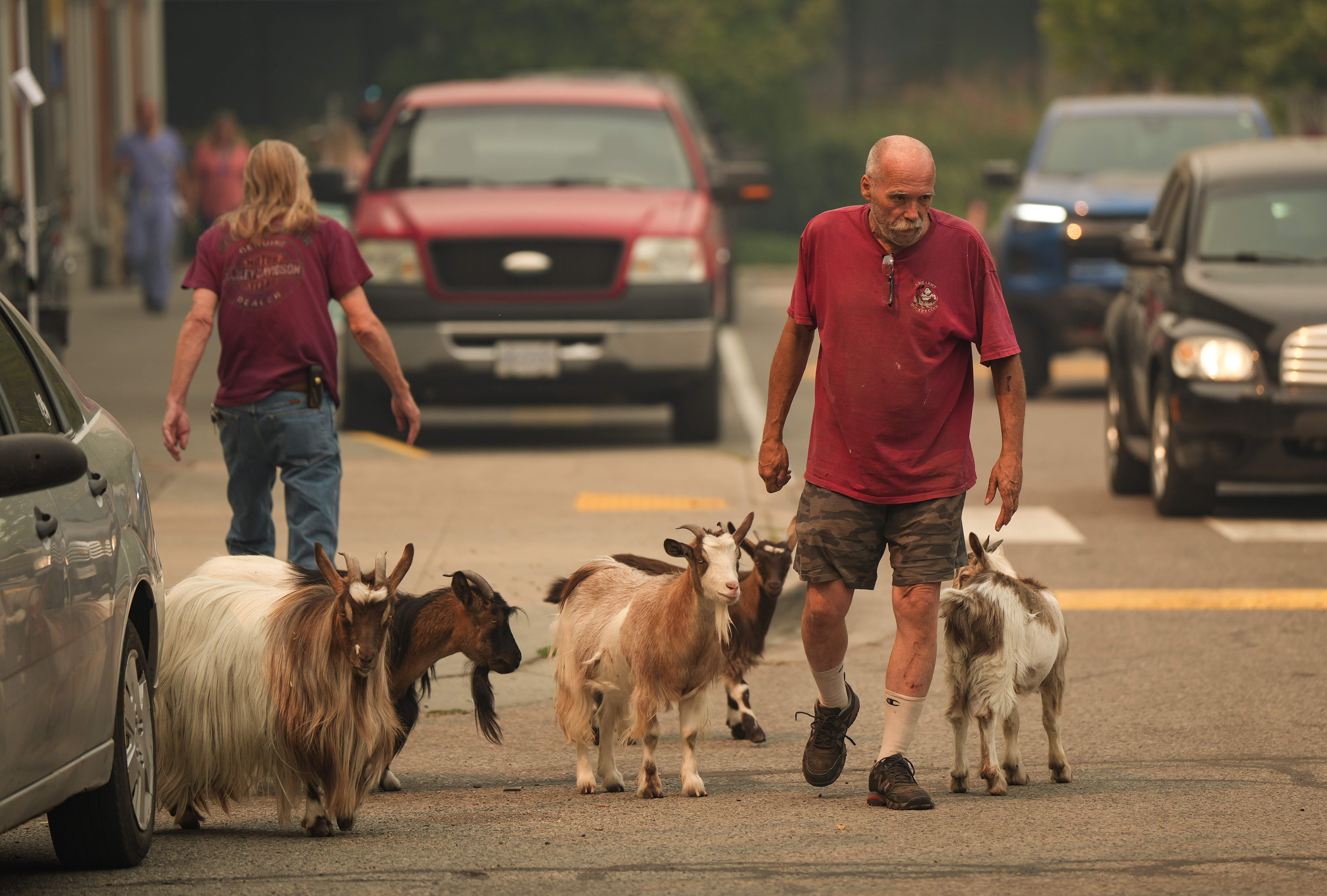 Summerland farmers to get access to evacuation zone for livestock and crops