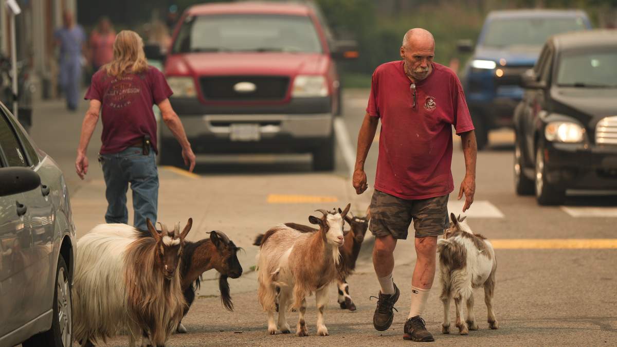 Summerland farmers can return to wildfire evacuation zone to care for their animals