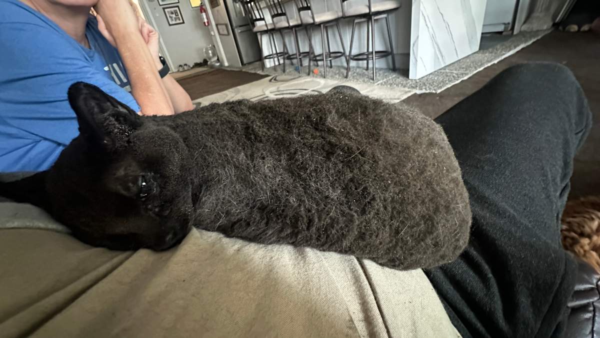 Lucky the cat recovering on Andy’s knee after surviving the Bradley Creek wildfire.
