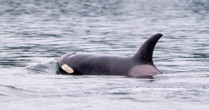 ‘Shocking’ video captures orcas close to shore in Washington State – BC | Globalnews.ca ‘Shocking’ video captures orcas close to shore in Washington State – BC | Globalnews.ca
