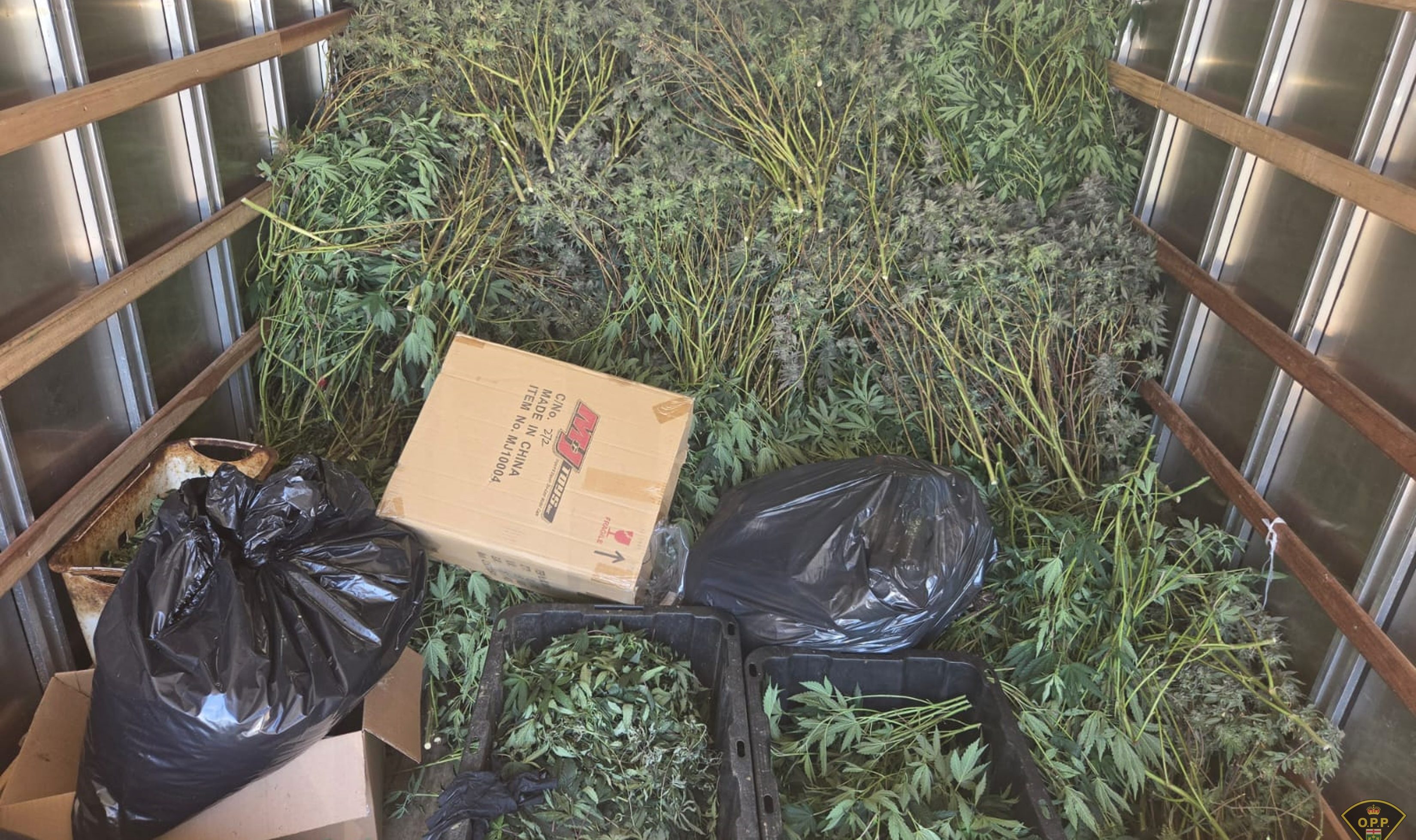 Police seize .5M in illegal cannabis from Brampton grow operation