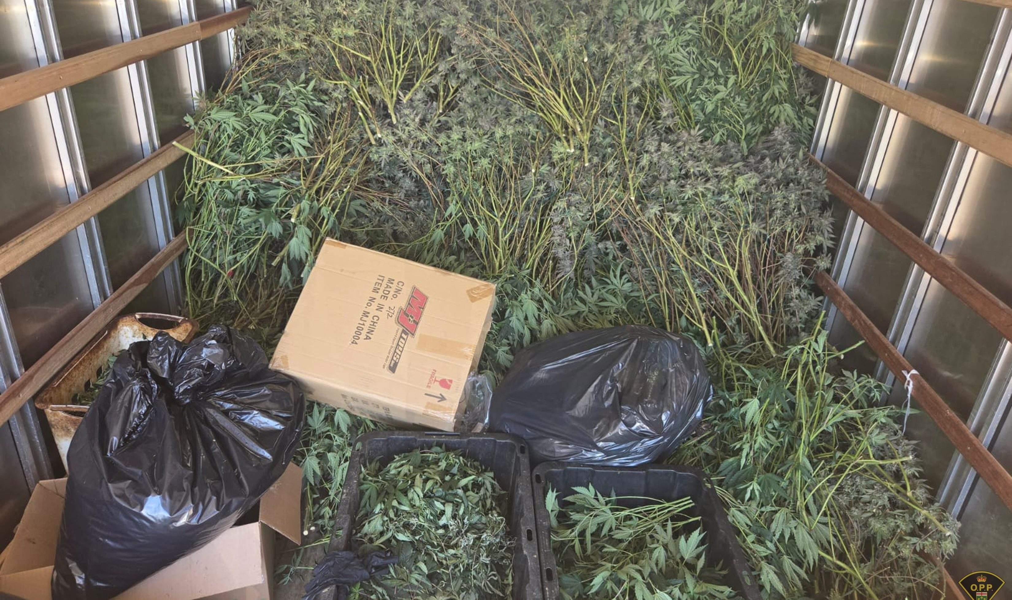 Police seize $1.5M in illegal cannabis from Brampton grow operation