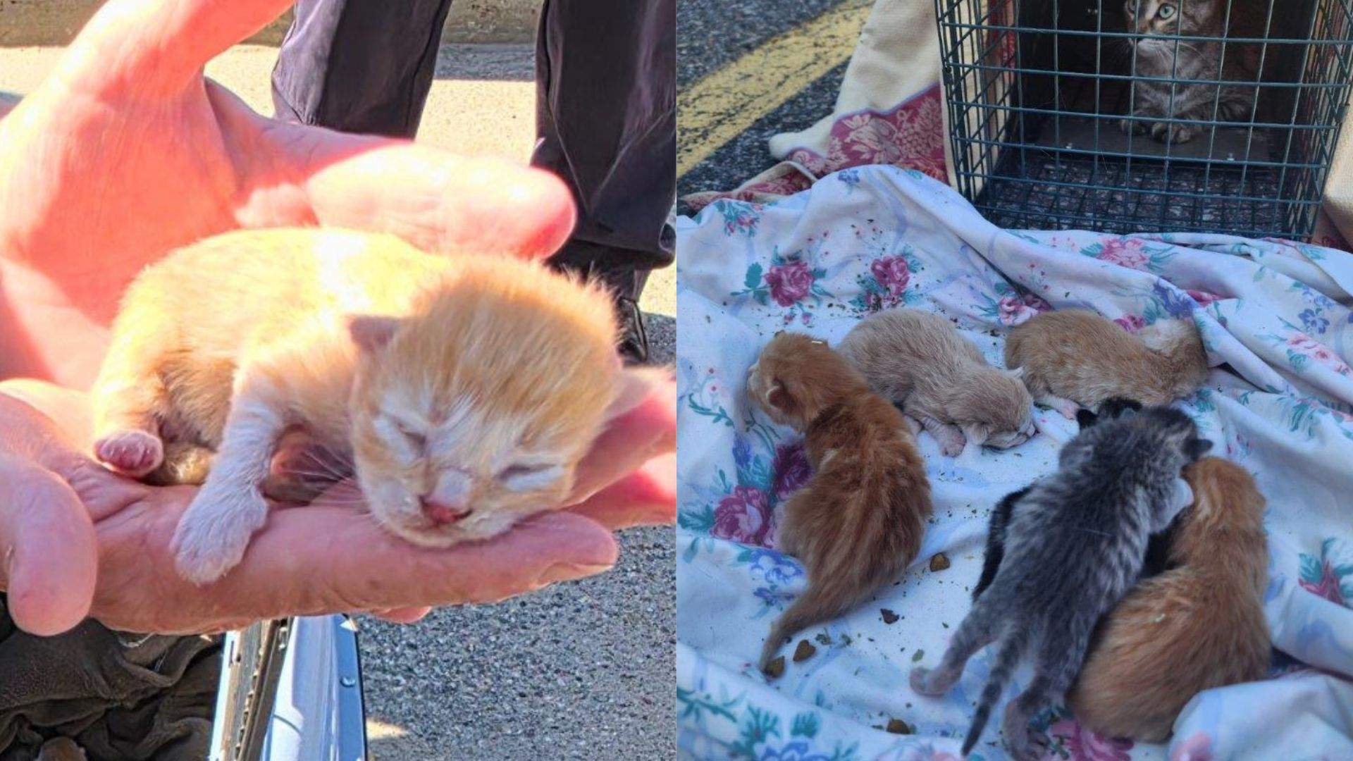 Image linked from the original feed: Mother cat, 6 newborn kittens found sheltering beneath Ontario police cruiser