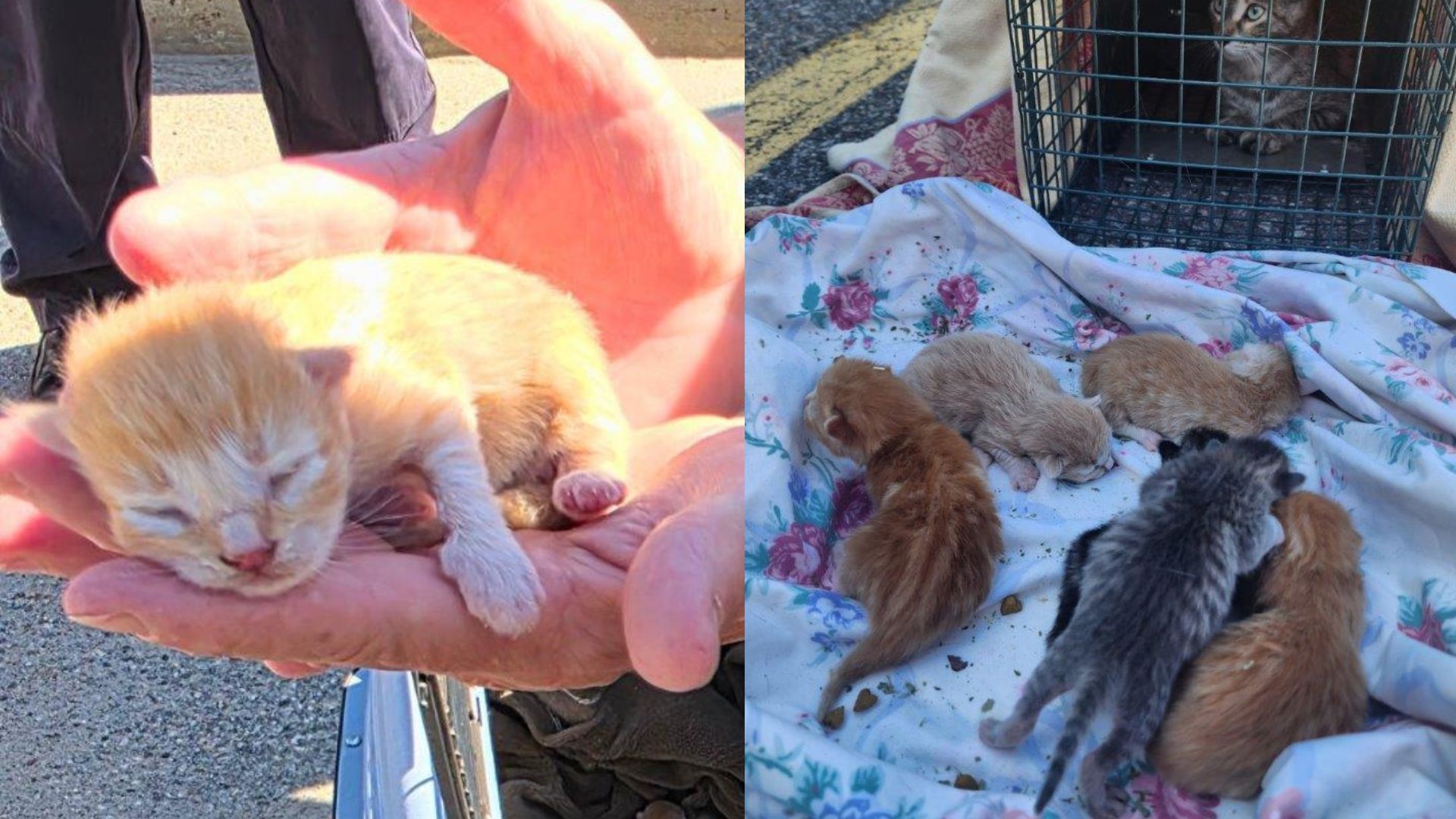Mother cat, 6 newborn kittens found sheltering beneath Ontario police cruiser
