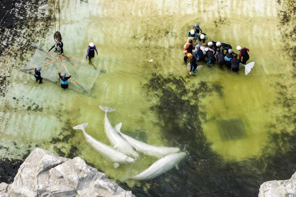 2 белуги, 4 делфина от Marineland се отправят към аквариум в Испания