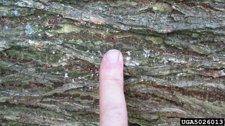 Elm bark beetle exit hole.