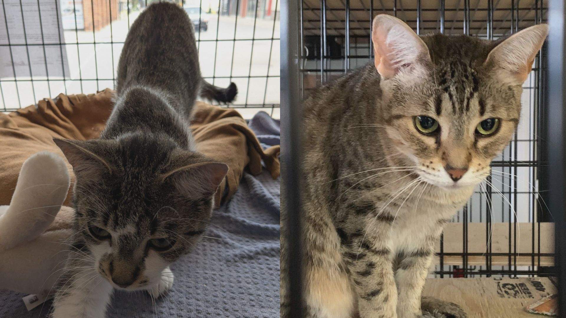 Ontario Animal Rescue Faces $200K Bill After Province Seizes Nearly 60 Cats