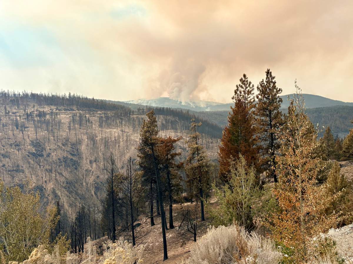 The view of the west flank of the Bald Range from within fire perimeter on Aug 19.