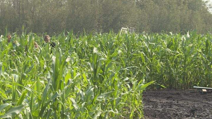 Edmonton Corn Maze