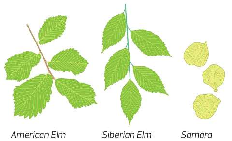 Elm trees can be identified by their alternating branching and leaf pattern, serrated leaf edges and shape of their thin, flat seeds called samara.
