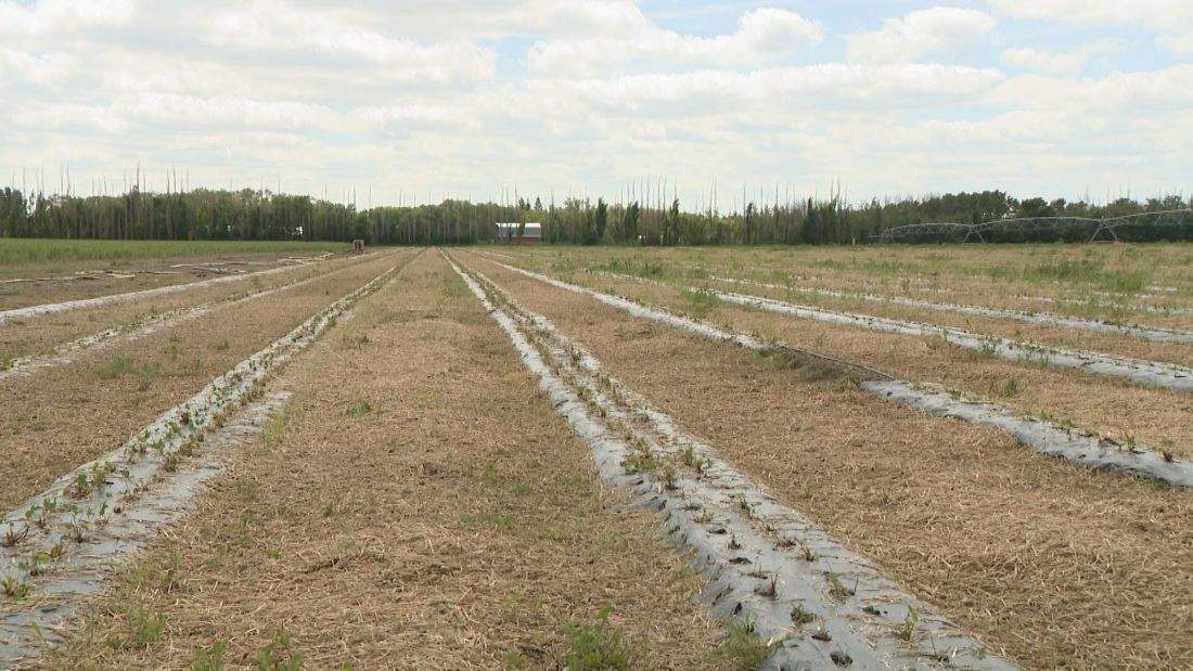 Prairie Producers File Over 4,000 Crop Insurance Claims After Stormy July