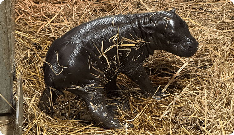 Toronto Zoo announces birth of endangered pygmy hippopotamus