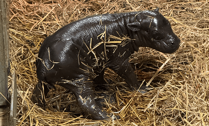 Toronto Zoo announces birth of endangered pygmy hippopotamus — image supplied by Global News Canada's feed