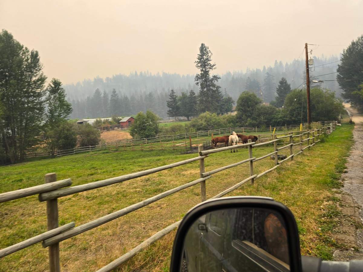 People rushed to help rescue livestock and animals from the wildfire evacuation zone near Summerland.
