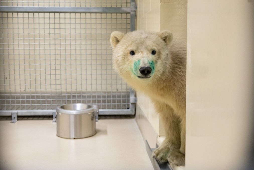 Осиротяло бяло мече ще бъде „посланик“ на Чърчил в Assiniboine Park Zoo