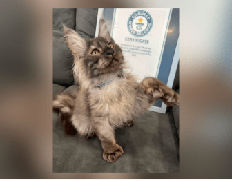 Meet the Wisconsin Maine Coon kitten with world record-breaking 29 toes Trending 11 hours 3 min read