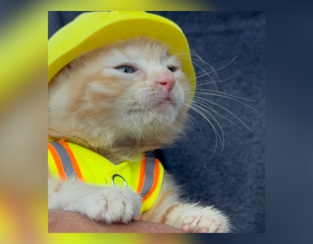 Sue, an orange kitten, was rescued by construction workers after she was found stranded inside a Komatsu excavator.