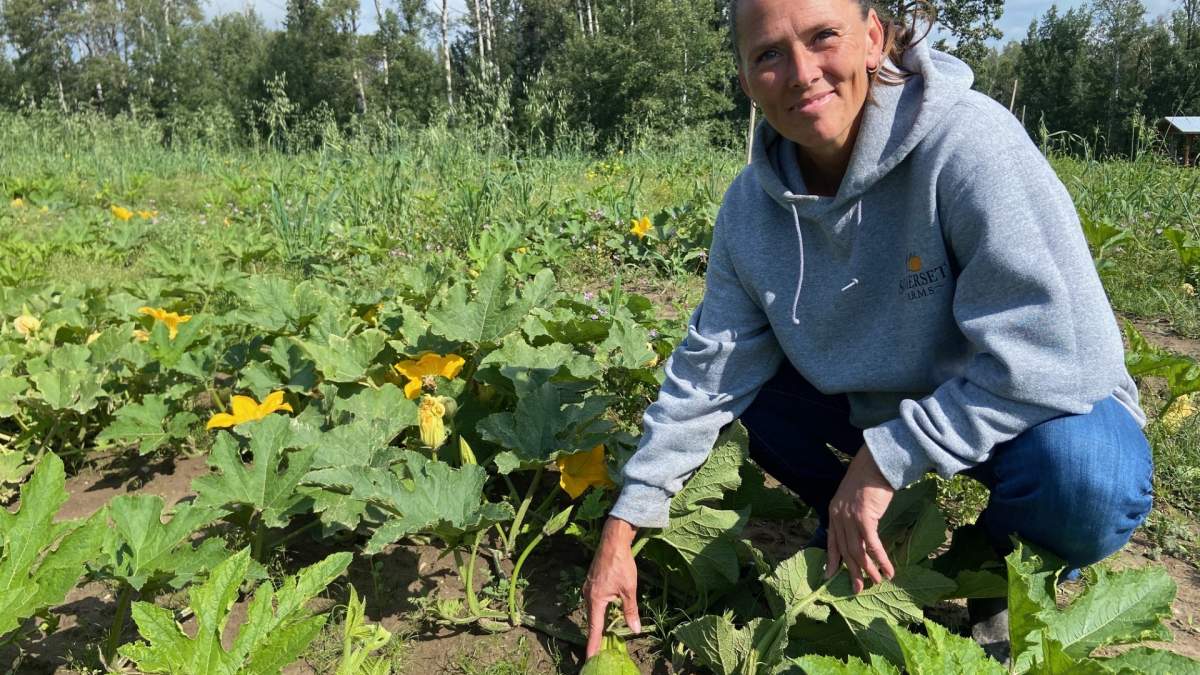 Pumpkin problems: Alberta’s wet summer affecting annual crop