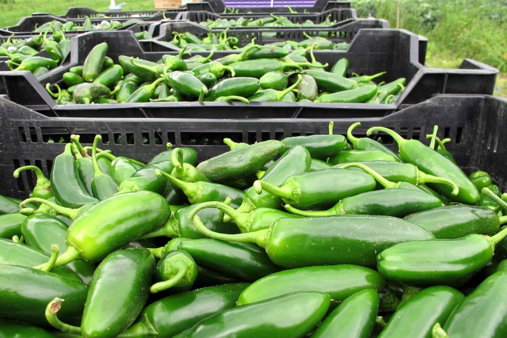 Taylor Farms изтегля продукти от халапеньо на фона на епидемия от салмонела