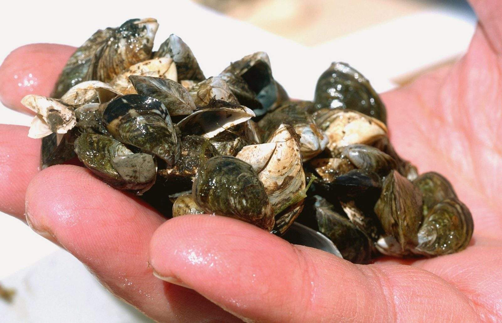 Zebra Mussels Found on Boat in Saskatchewan Provincial Park