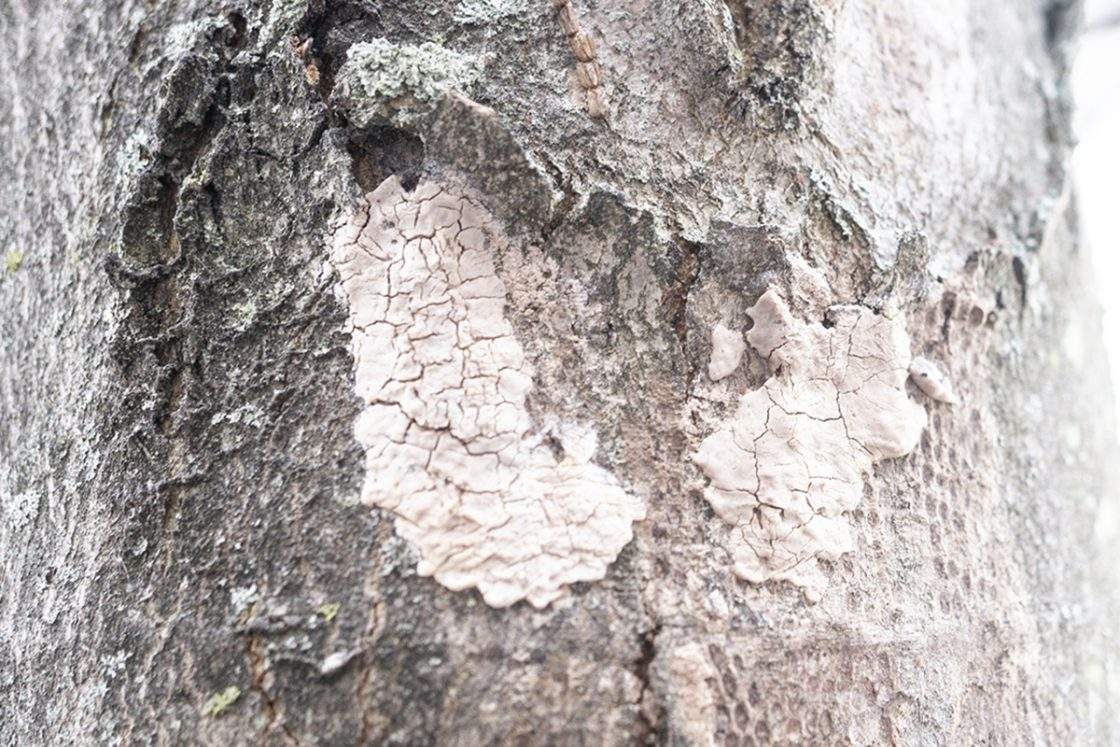 An undated photo provided by the CFIA in a press release from Sept. 17, 2026 shows a spotted lanternfly egg mass during the fall.