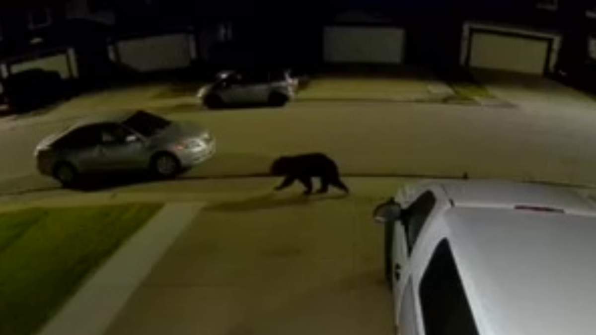 Black bear wanders through Edmonton neighbourhoods overnight