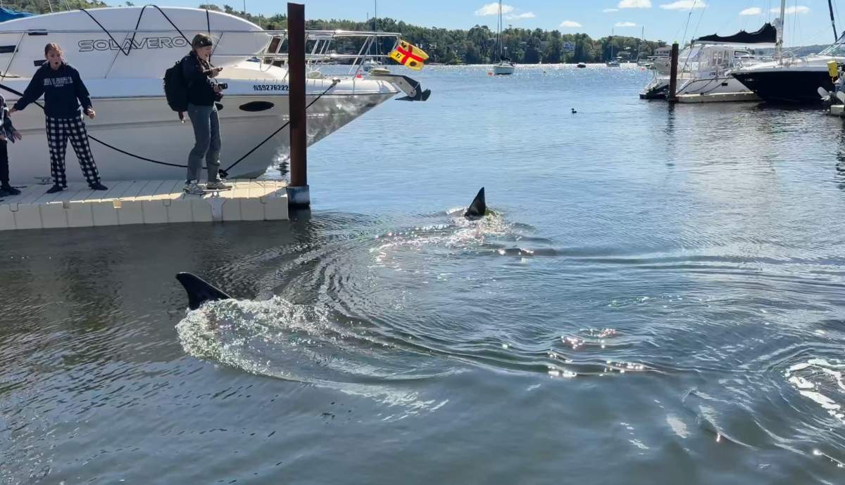 A basking shark is seen in this handout still image from video recorded in the Bedford Basin Yacht Club marina, in Bedford, N.S., on Saturday, Sept. 19, 2026.