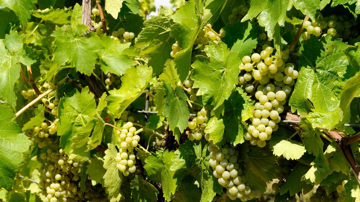 Ontario’s alcohol industry bracing for U.S. import ban after early trade war gains