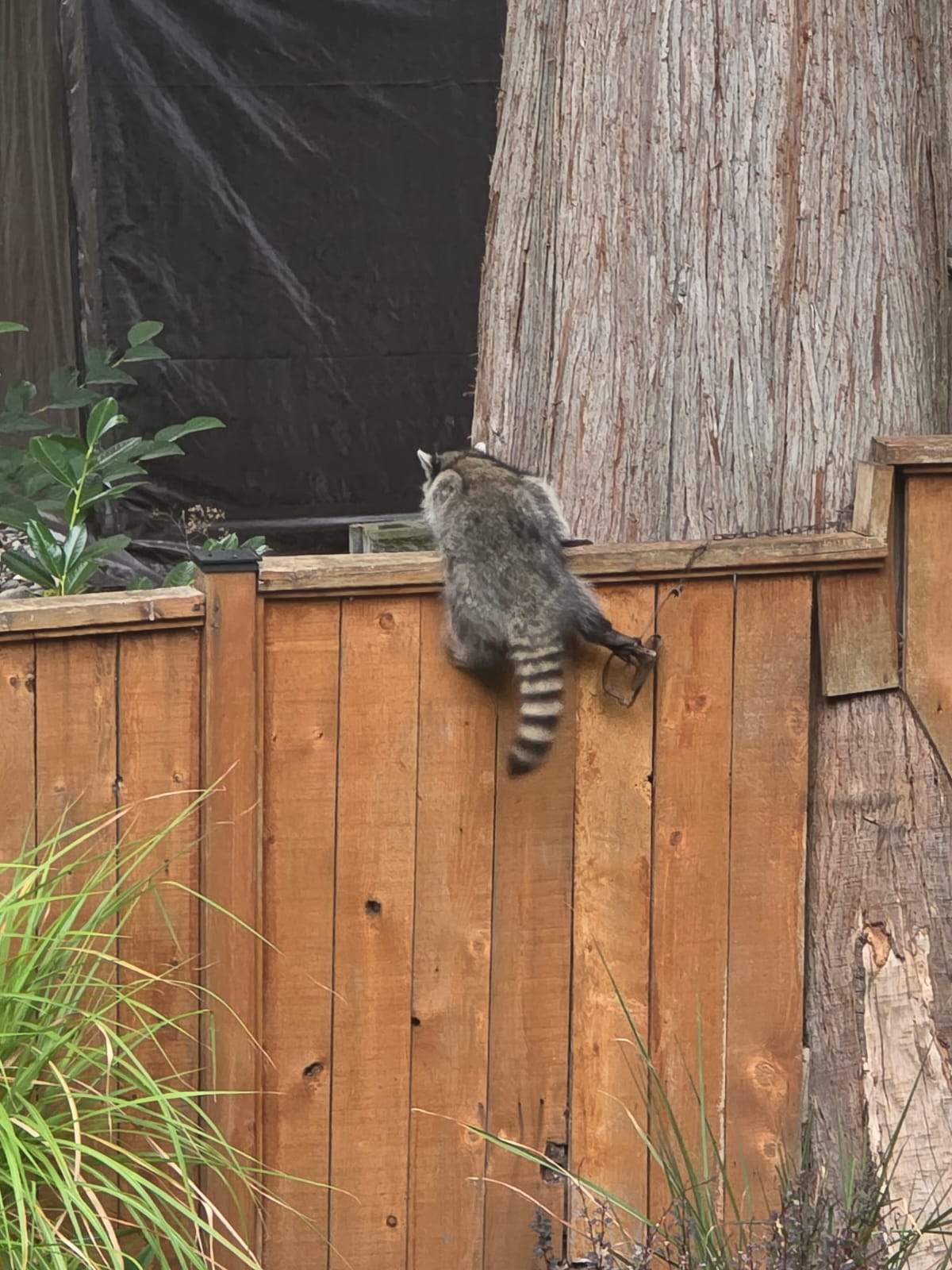 The leg trap can be seen on the raccoon's back right leg.