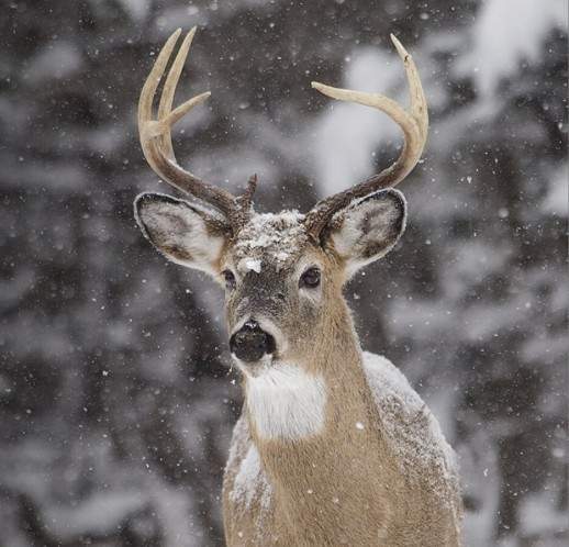 Chronic Wasting Disease - image