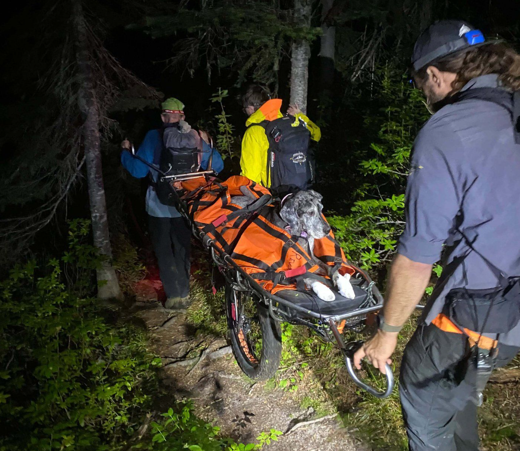 Great Dane stretchered off mountain near Revelstoke, B.C., in unusual rescue