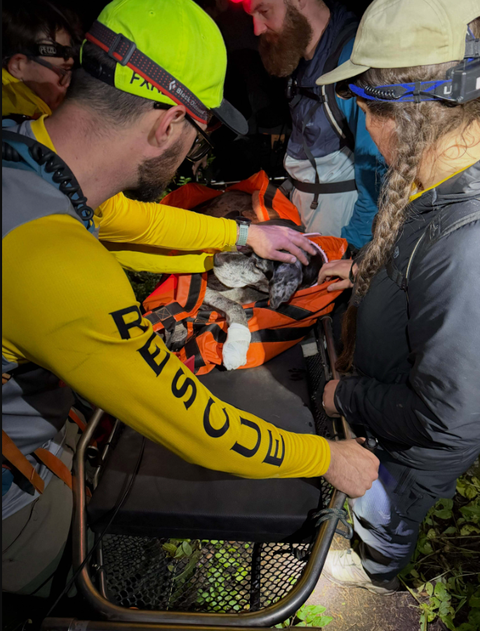 An injured dog is rescued from Mt. Macpherson near Revelstoke, B.C., on Sunday, Sept. 13, 2026, in this handout photo.
