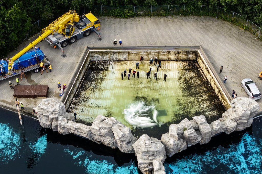 Четвърти кит от Marineland умира след преместване, трети в Shedd Aquarium в Чикаго