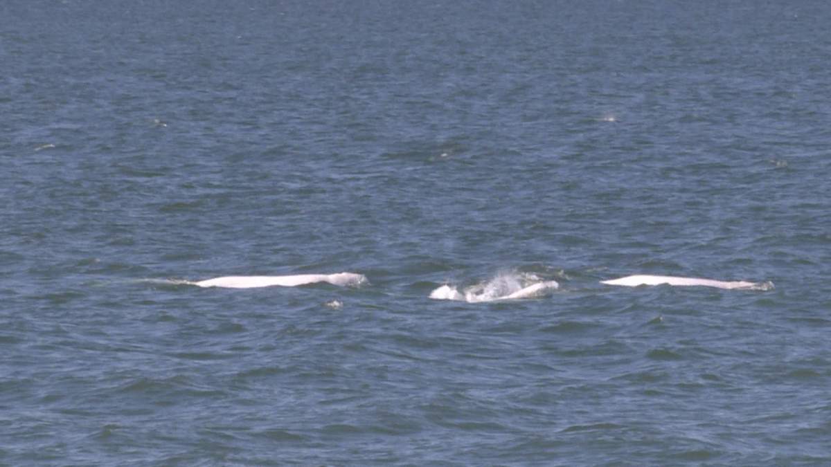 Beluga whales surface near the Port of Churchill on Monday, August 31, 2026.