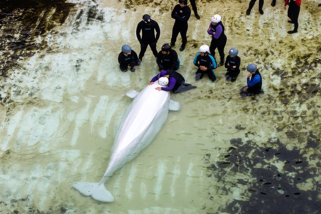 Няколко белуги от Marineland имат здравословни проблеми, казва аквариумът в Чикаго