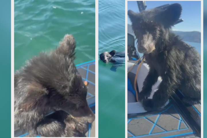 Bear cub rescued from Okanagan Lake faces uncertain future